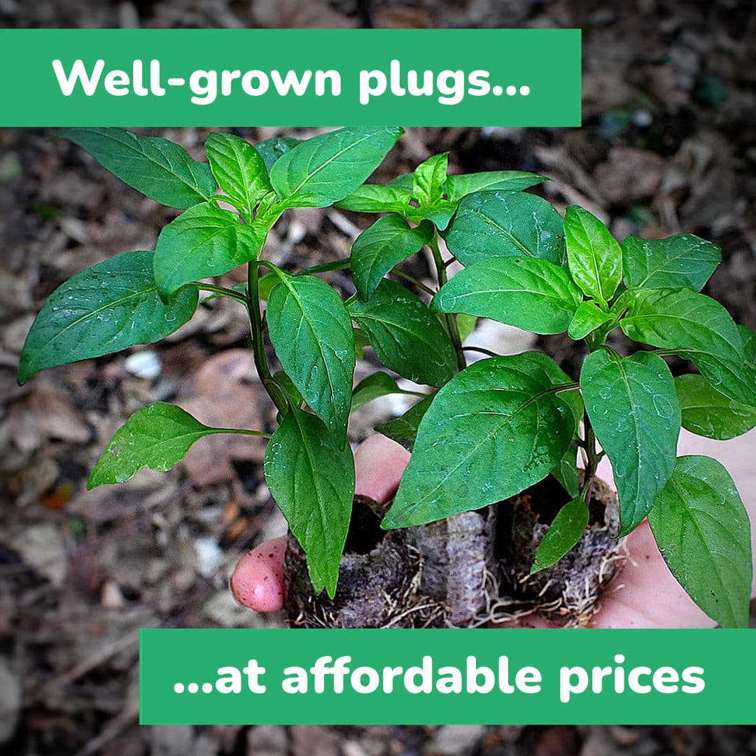 World of Chillies chilli seedlings in coir plugs