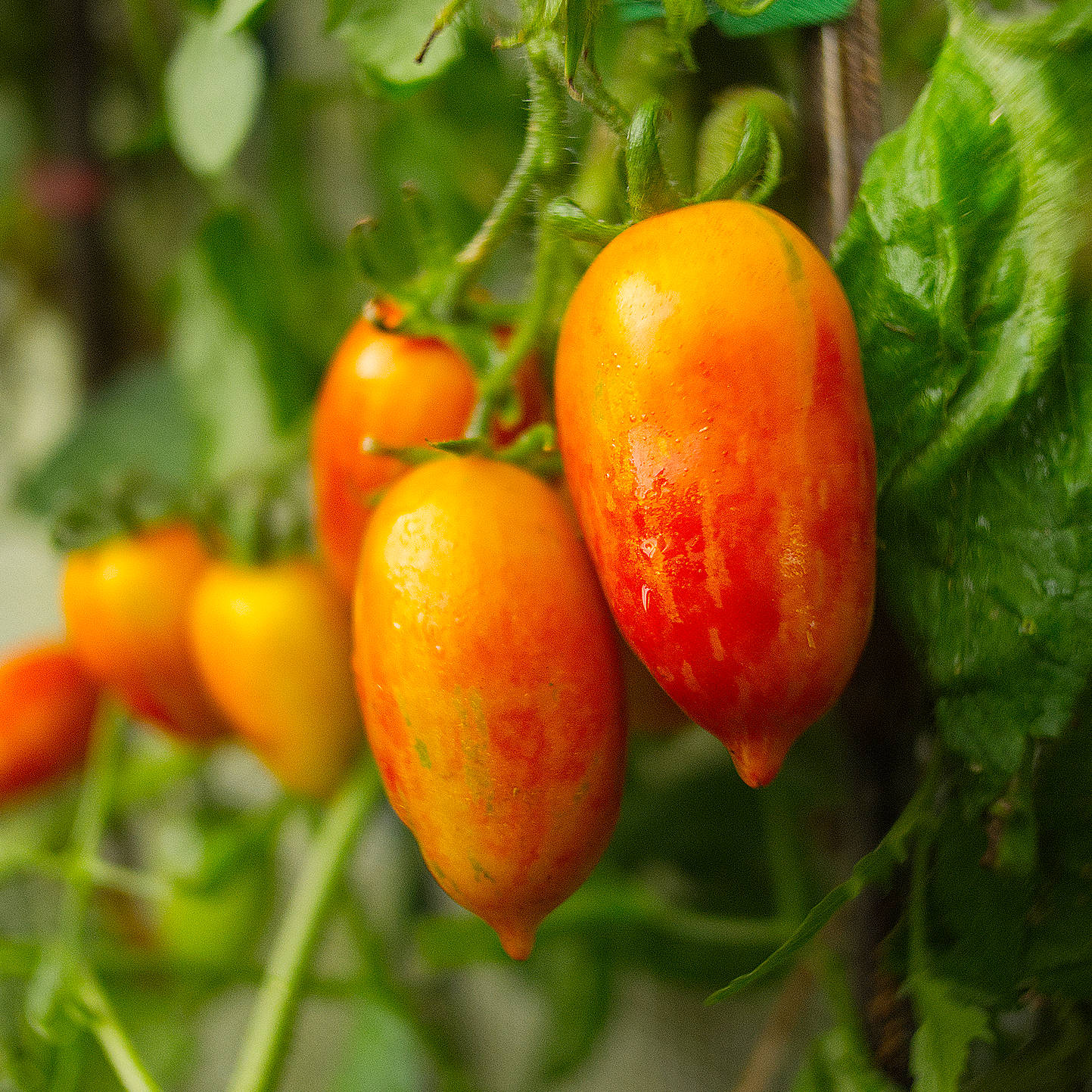 world of chillies pink tiger tomato ripening truss under glass