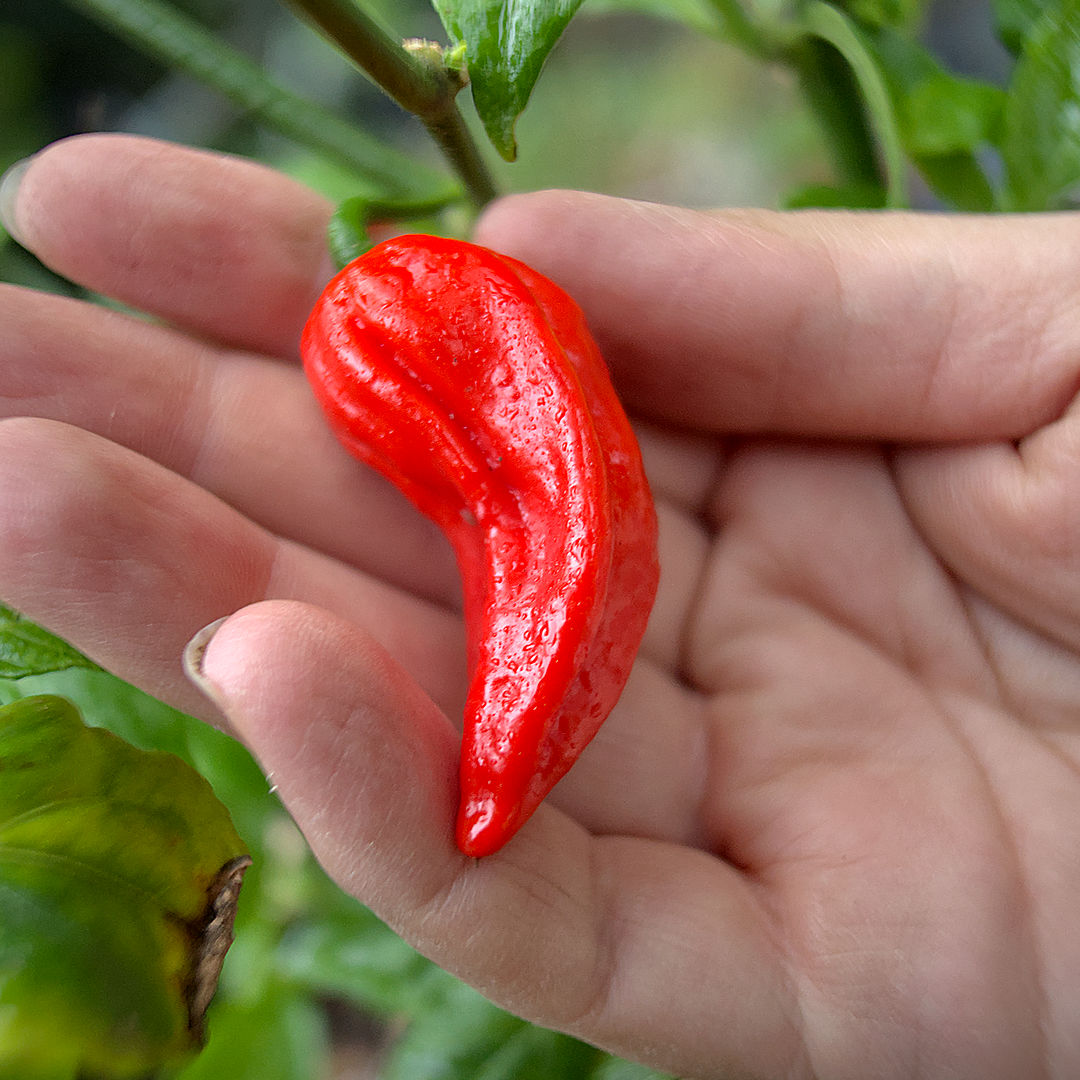 World of Chillies Bhut Jolokia with its distinctive shape in hand