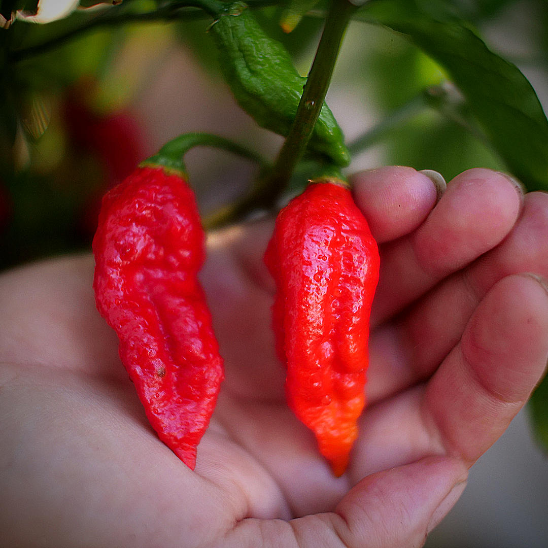 World of Chillies Bhut Jolokia chillies ripening on the plant