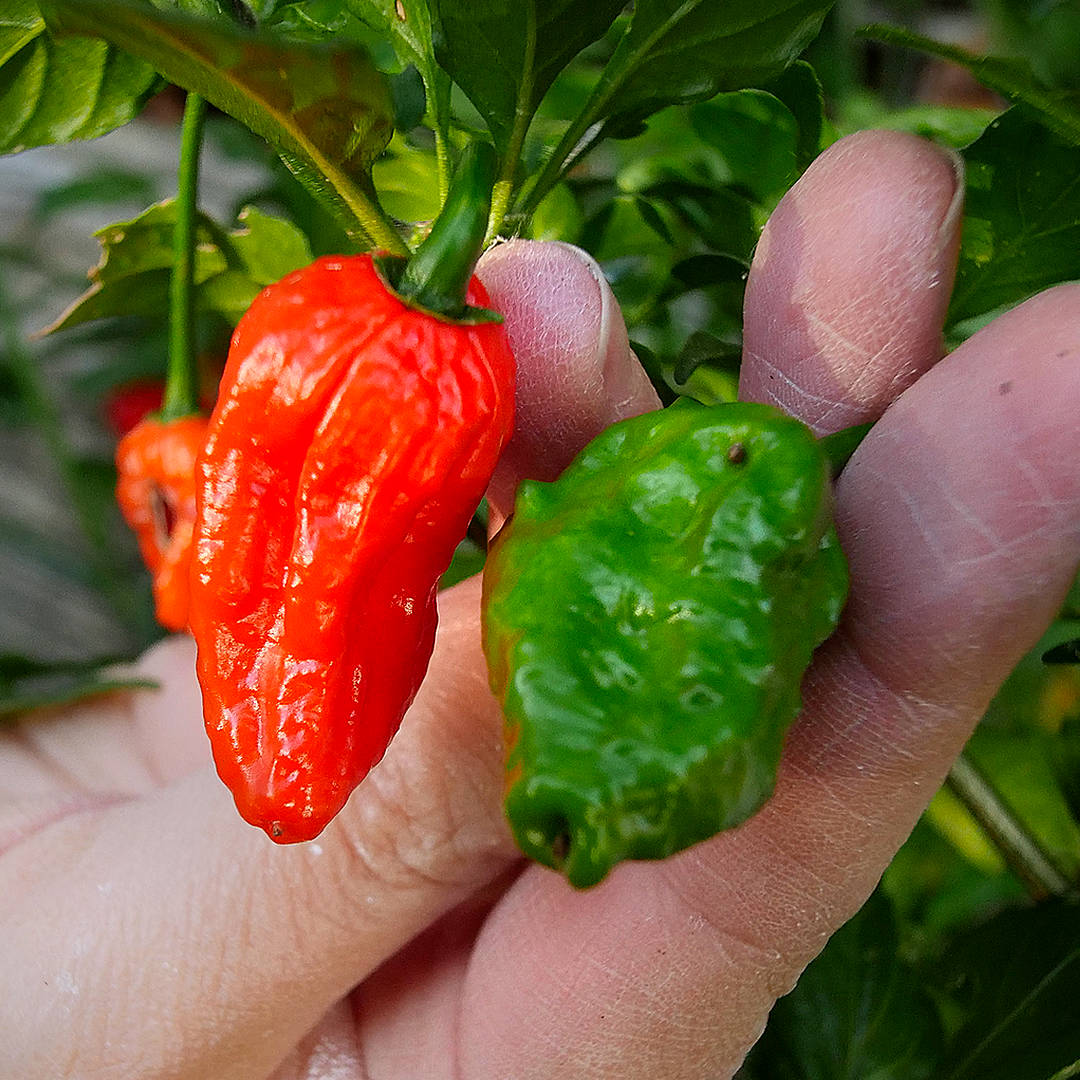 World of Chillies Bhut Jolokia red and green chillies held in hand