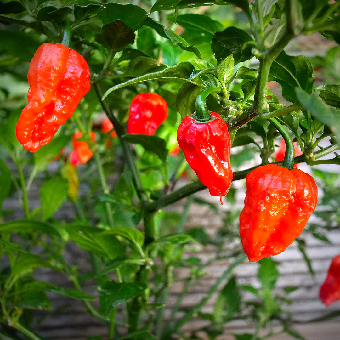 World of Chillies Bhut Jolokia chillies growing on the plant