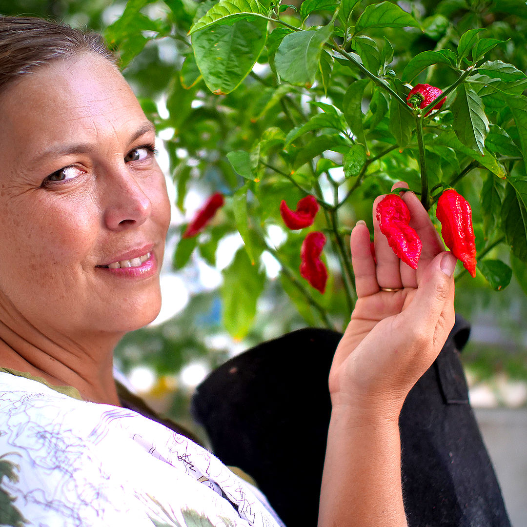 World of Chillies Bhut Jolokia chilli plant in pot