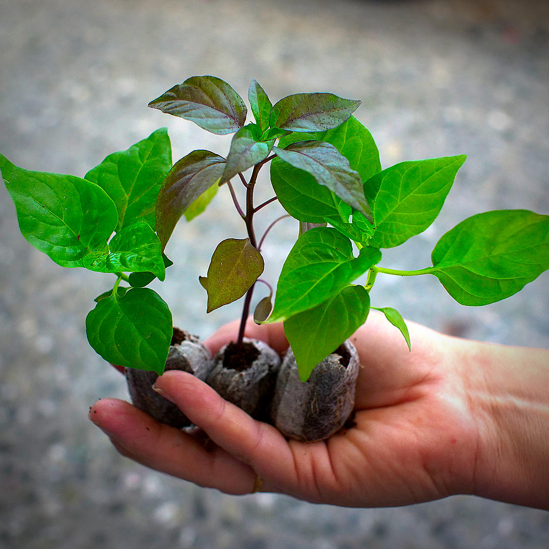 World of Chillies chilli seedlings in coir plugs