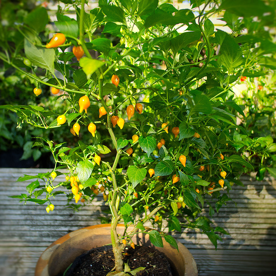 World of Chillies Yellow Biquinho chilli plant in terracotta pot