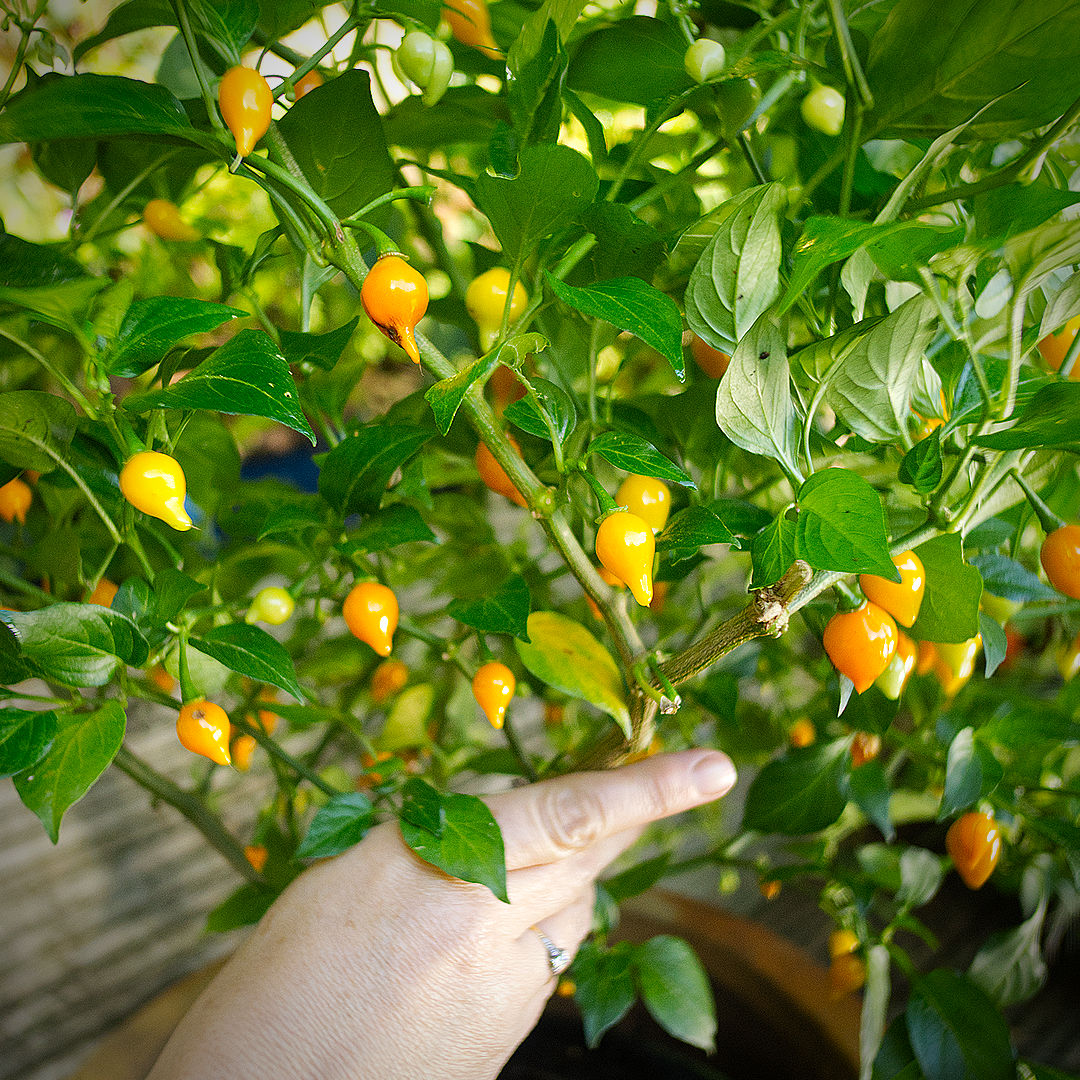 World of Chillies Yellow Biquinho chillies ripening on plant