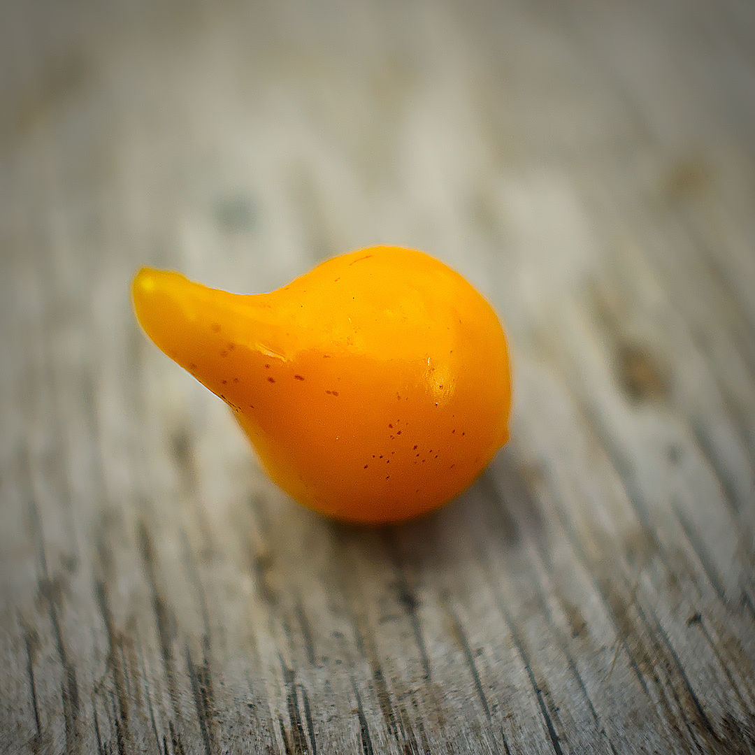 World of Chillies single Yellow Biquinho chilli on wooden surface