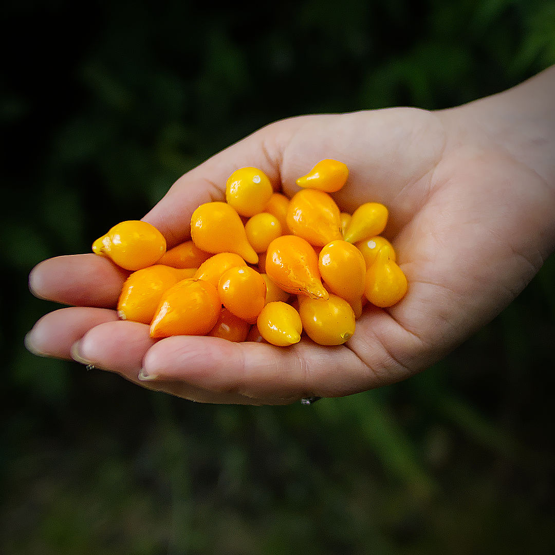 World of Chillies freshly picked Yellow Biquinho chillies in hand