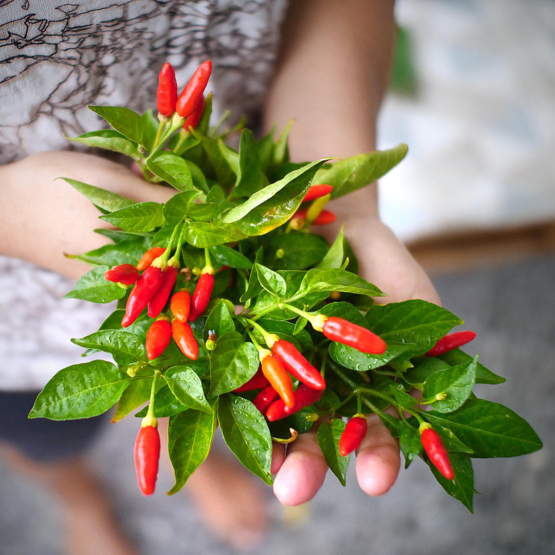 World of Chillies hand holding Bird’s Eye chillies with leaves attached