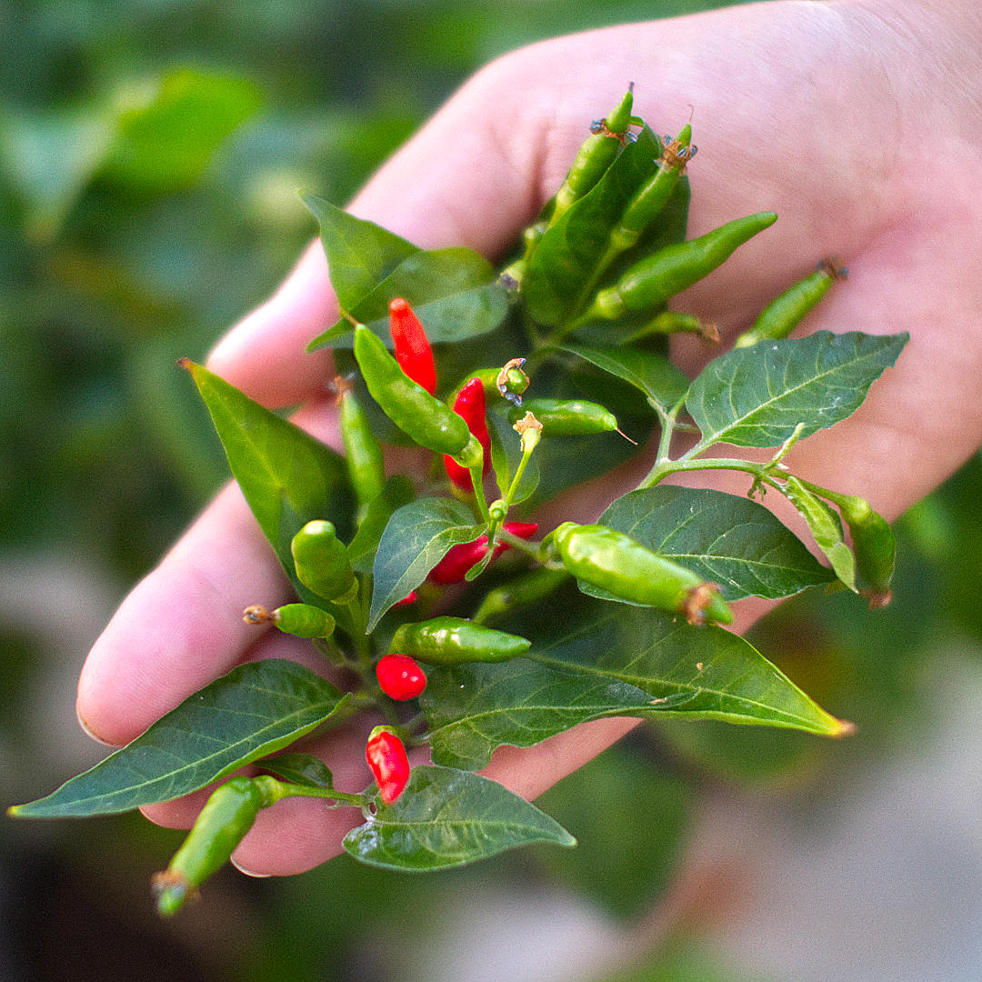World of Chillies Bird’s Eye chillies ripening from green to red on plant