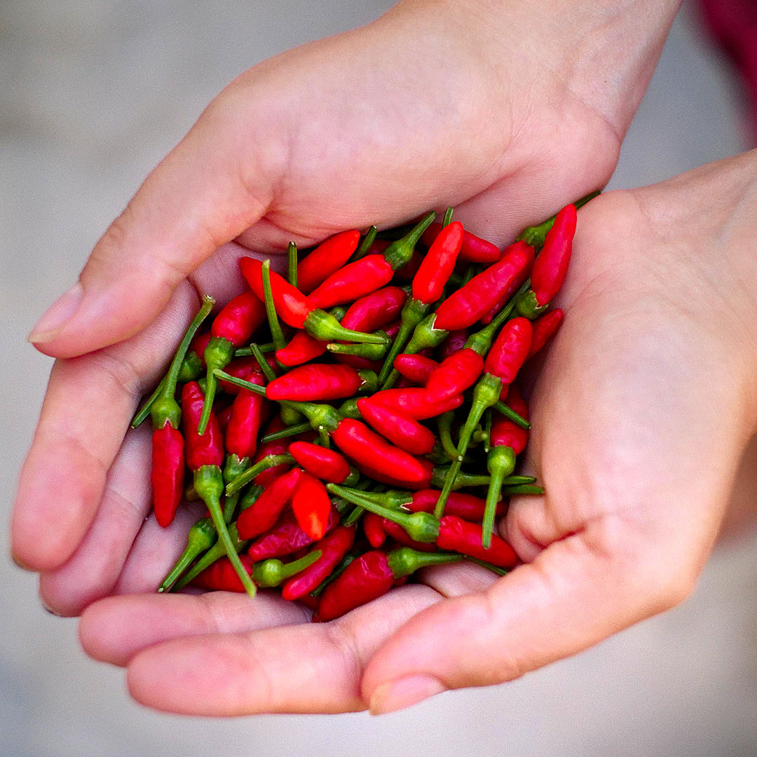World of Chillies handful of freshly picked red Bird’s Eye chillies