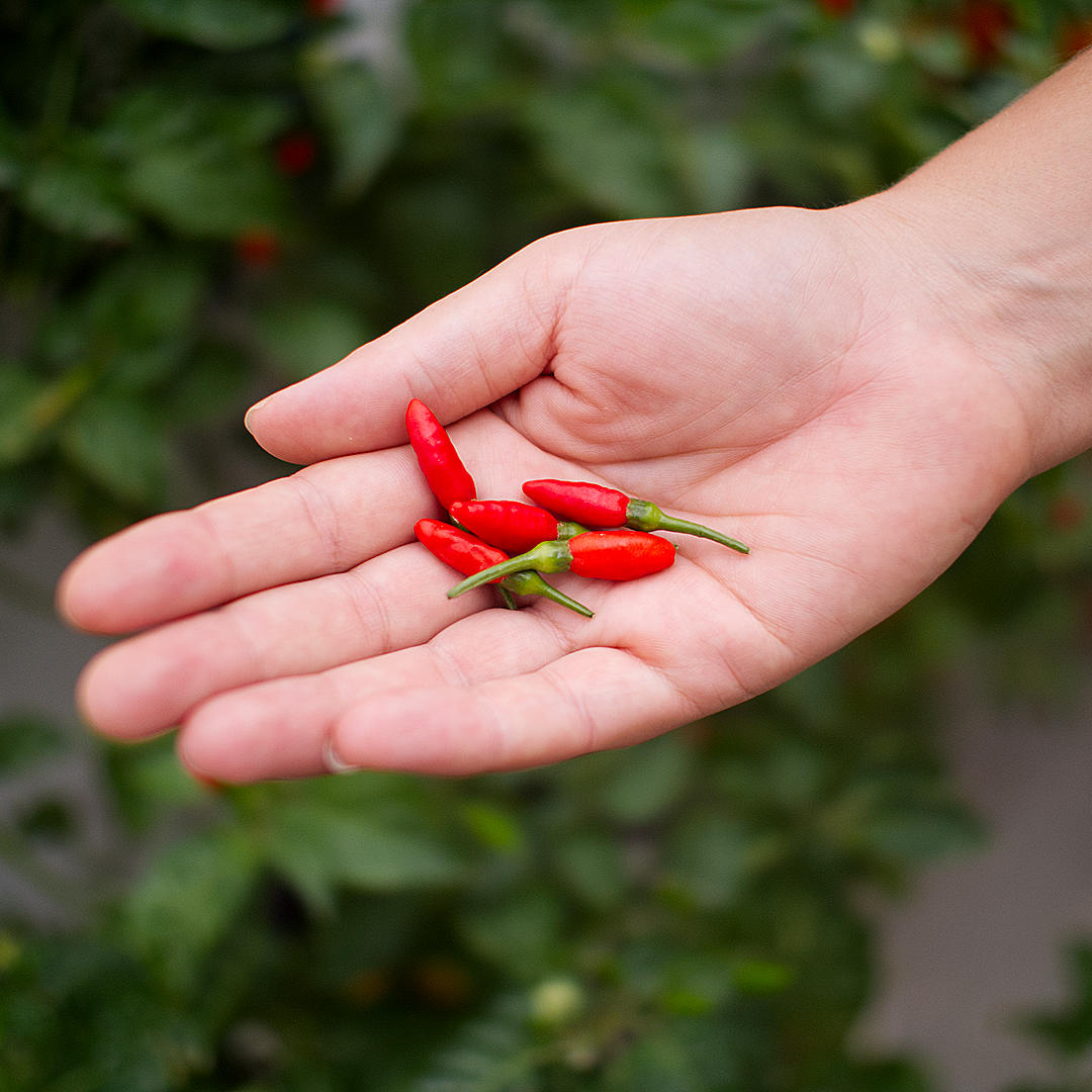 World of Chillies hand holding red Bird’s Eye chillies against green background