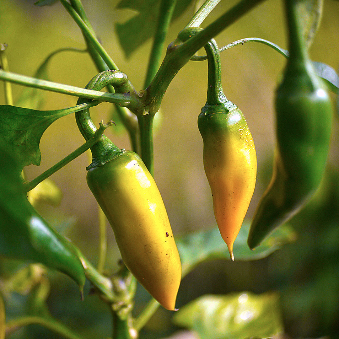 World of Chillies Bulgarian Carrot Chillies ripening from green to orange