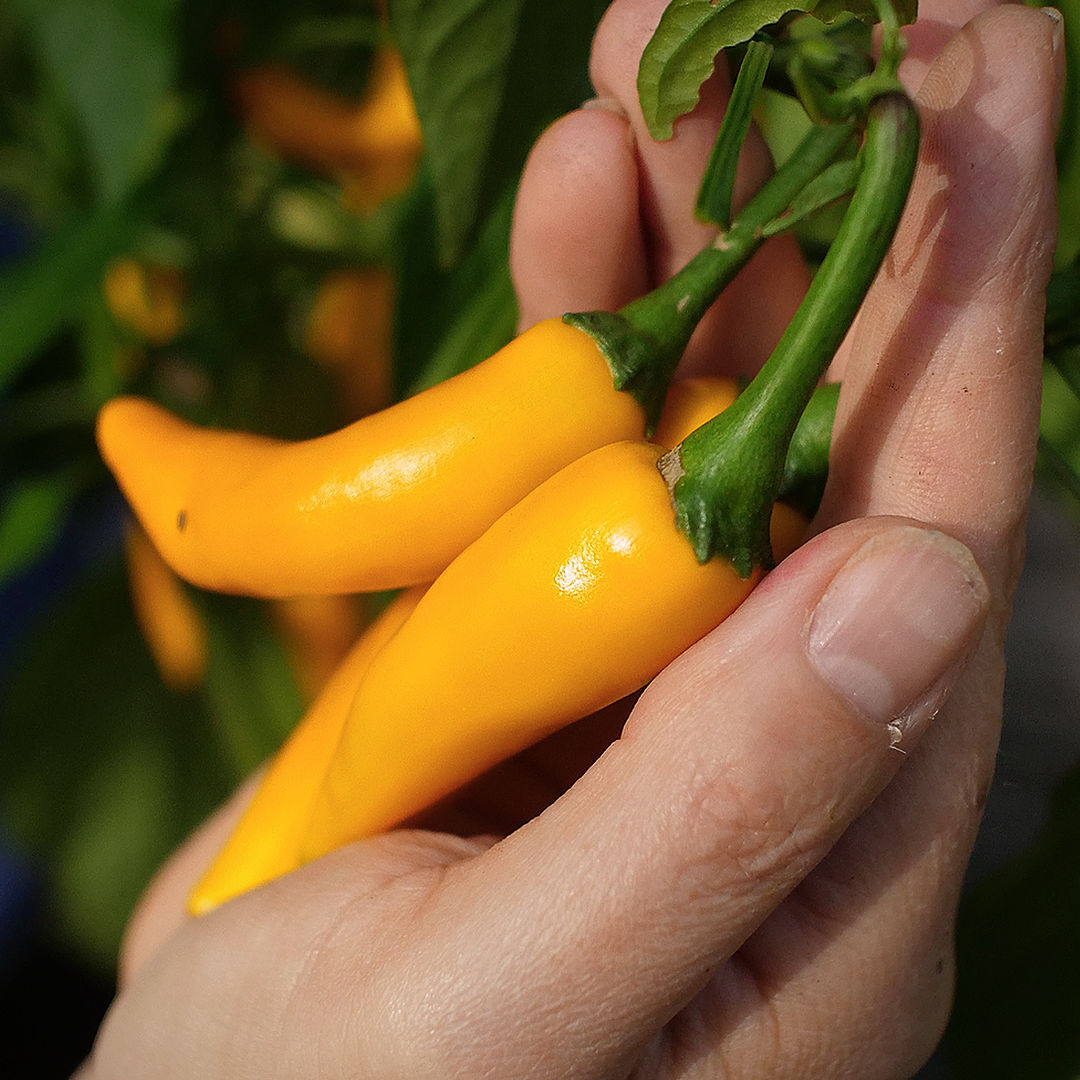 World of Chillies Bulgarian Carrot Chillies orange pods in hand