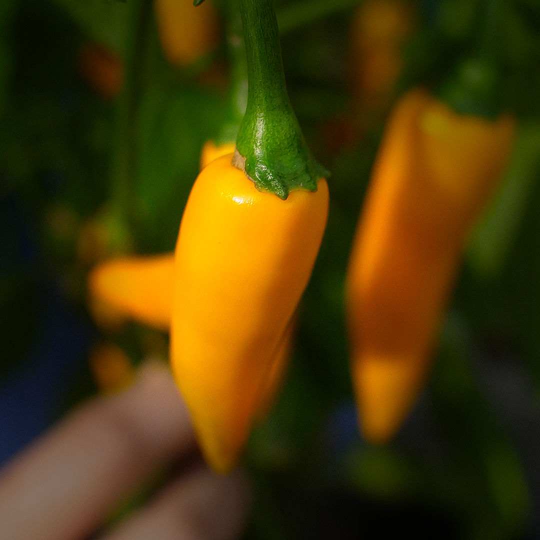 World of Chillies Bulgarian Carrot Chilli pod close up