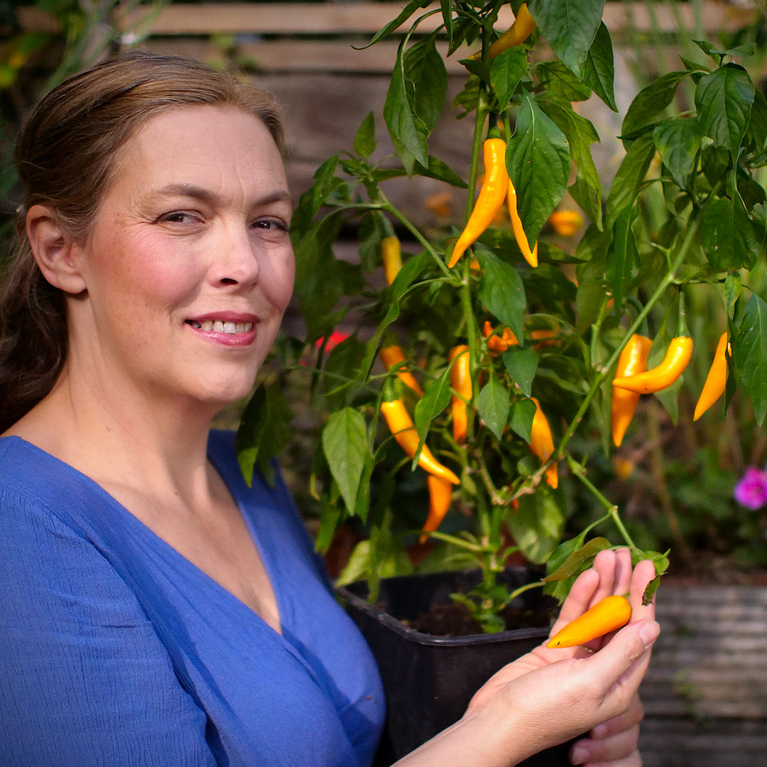 World of Chillies Bulgarian Carrot Chilli plant with ripe pods