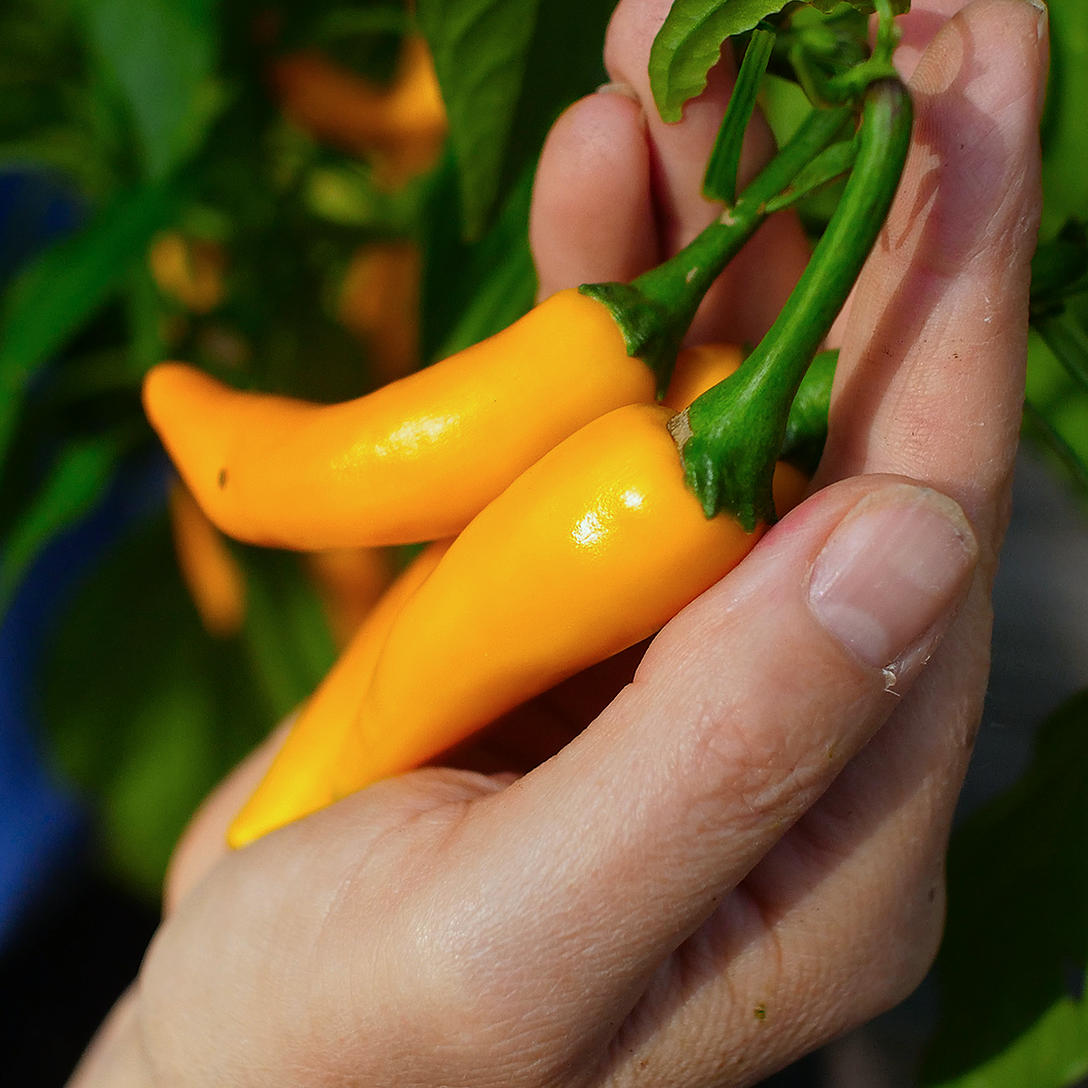 World of Chillies Bulgarian Carrot Chillies freshly picked orange fruit