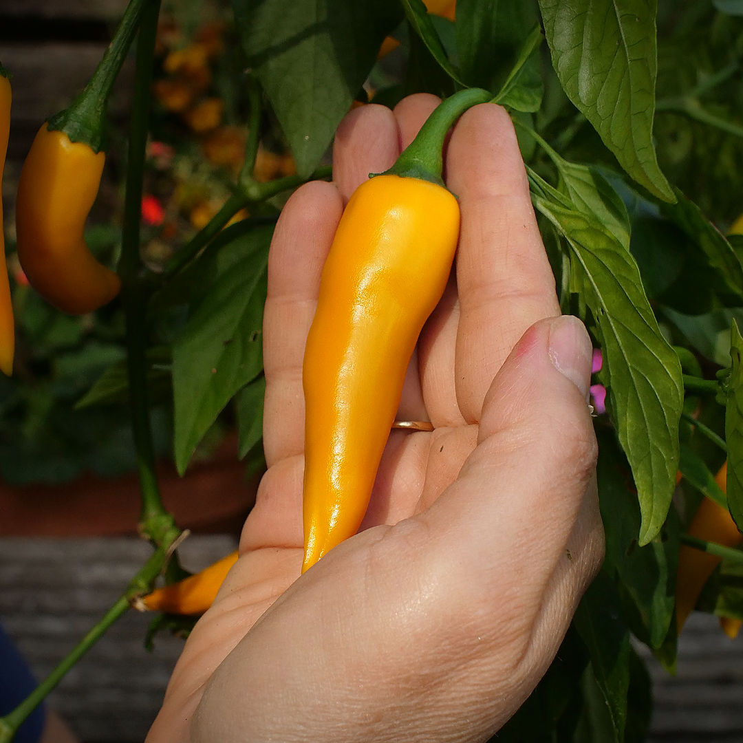 World of Chillies Bulgarian Carrot Chilli bright orange pod in hand
