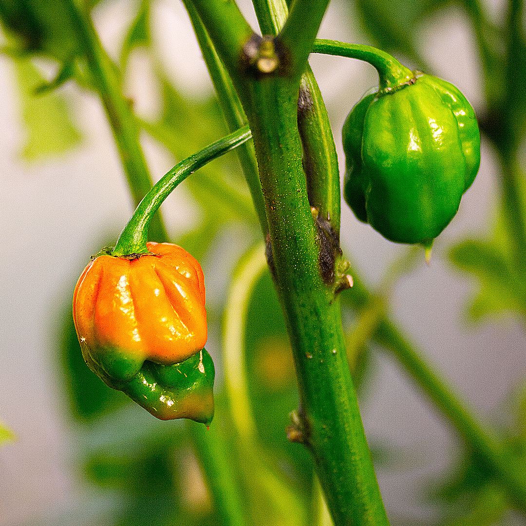 World of Chillies Butch T Trinidad Scorpion green and orange chillies