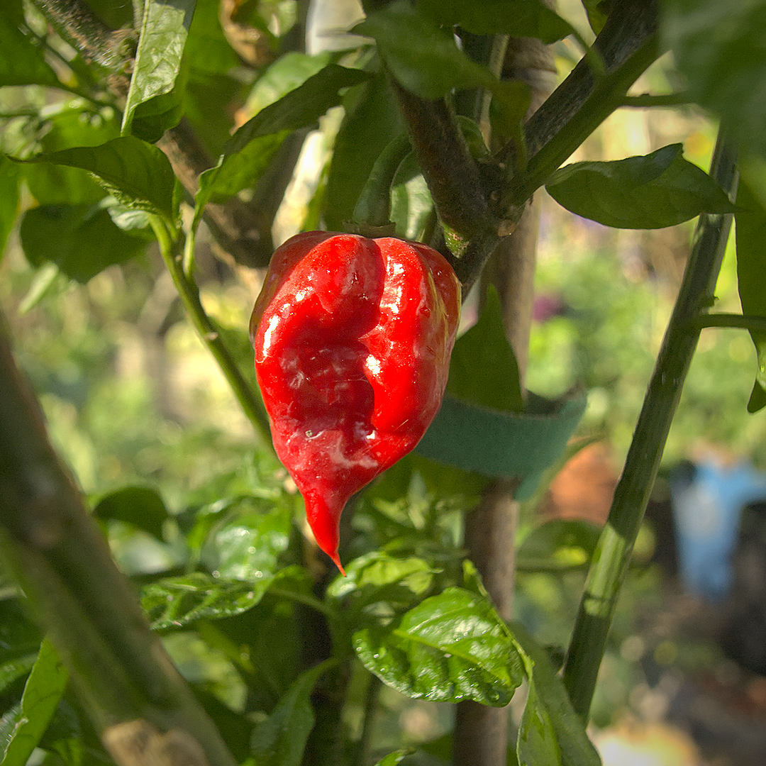 World of Chillies Butch T Trinidad Scorpion ripe red chilli on plant