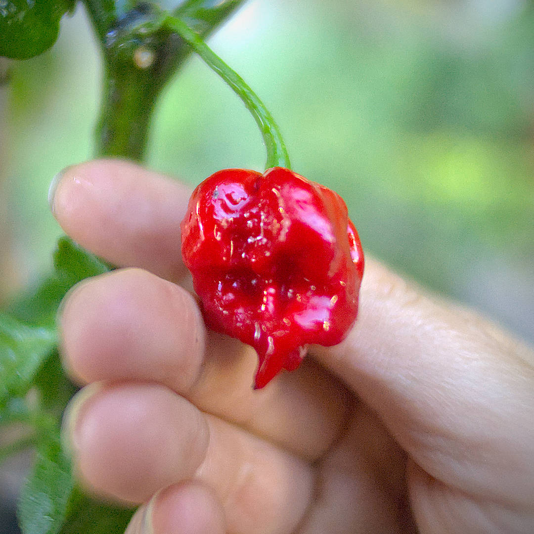 World of Chillies Butch T Trinidad Scorpion chilli held in hand