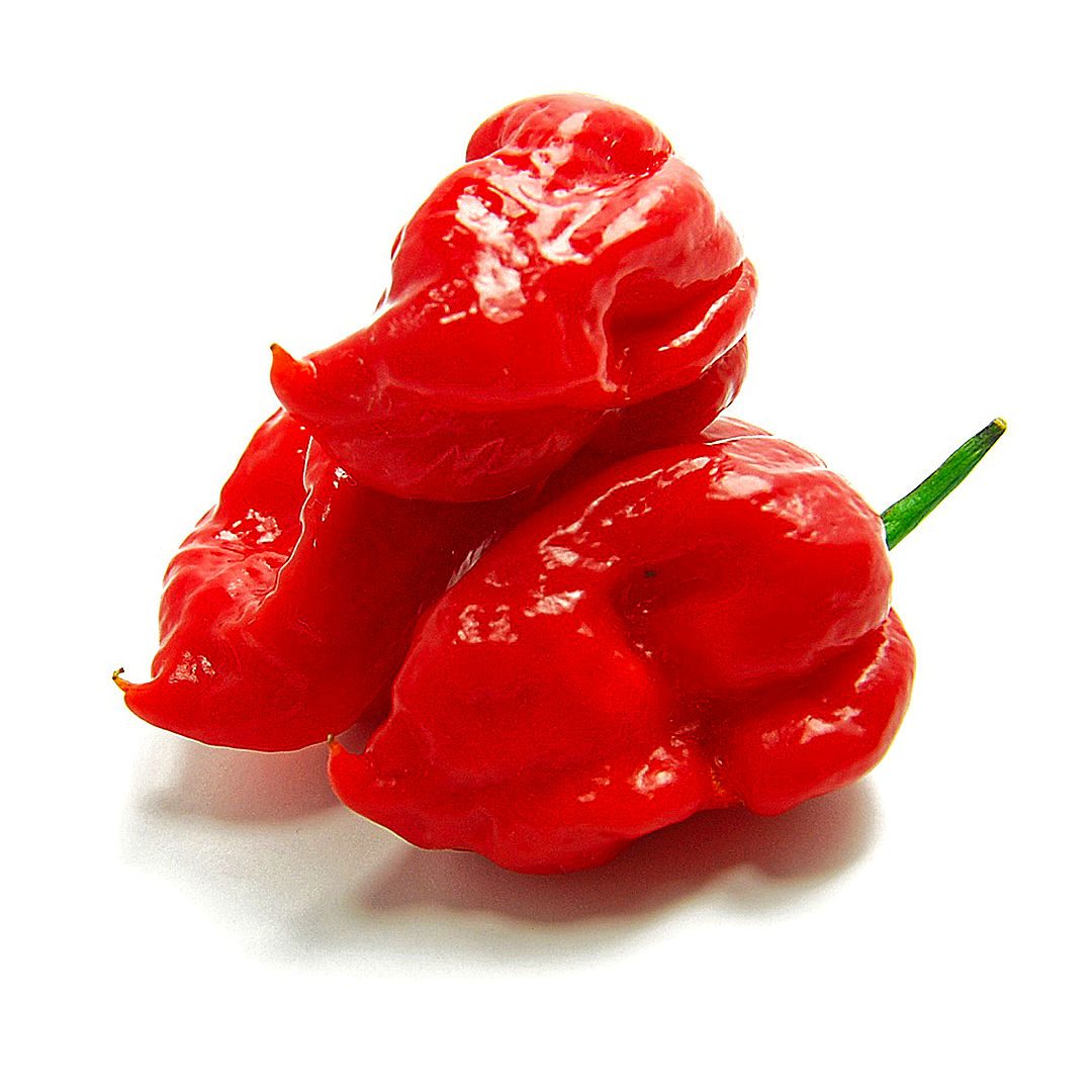 World of Chillies Butch T ripe red chillies close-up