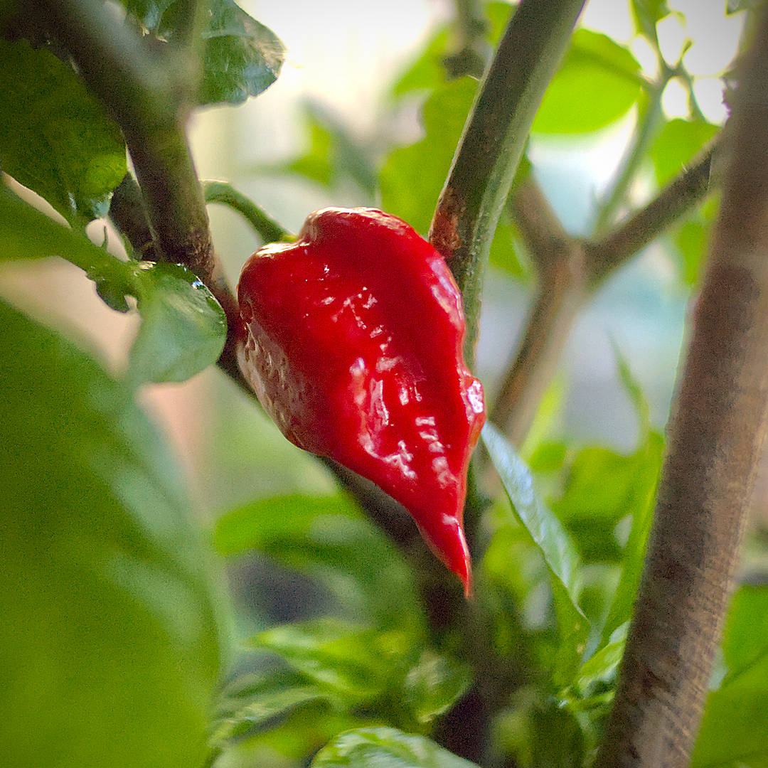 World of Chillies Butch T Trinidad Scorpion chillies ripe pod on the plant