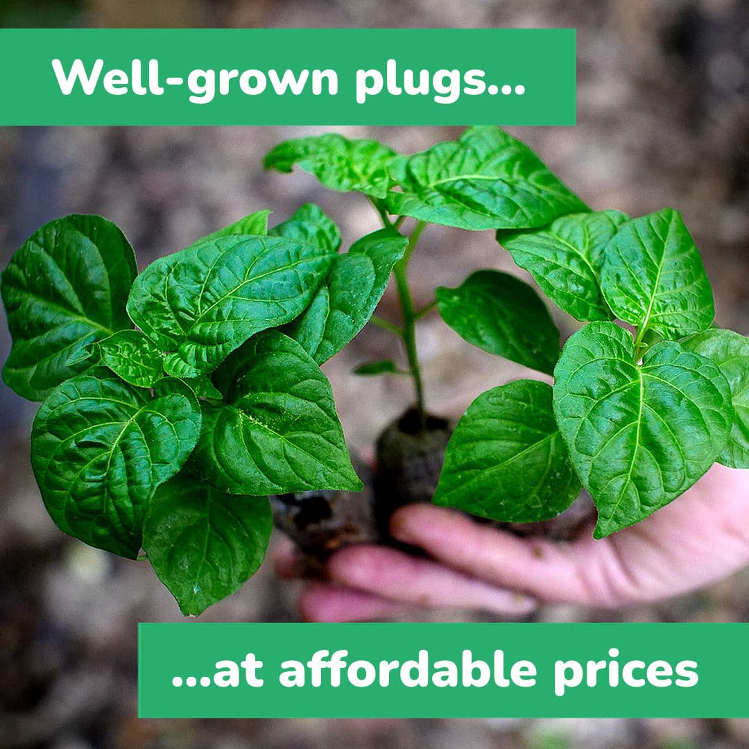 World of Chillies chilli seedlings in coir plugs
