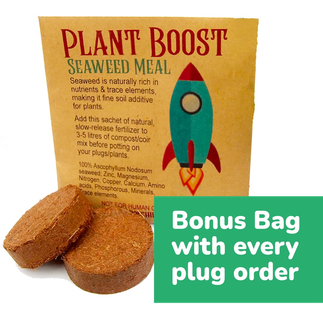 World of Chillies Plant Boost seaweed meal bonus bag with chilli plug order