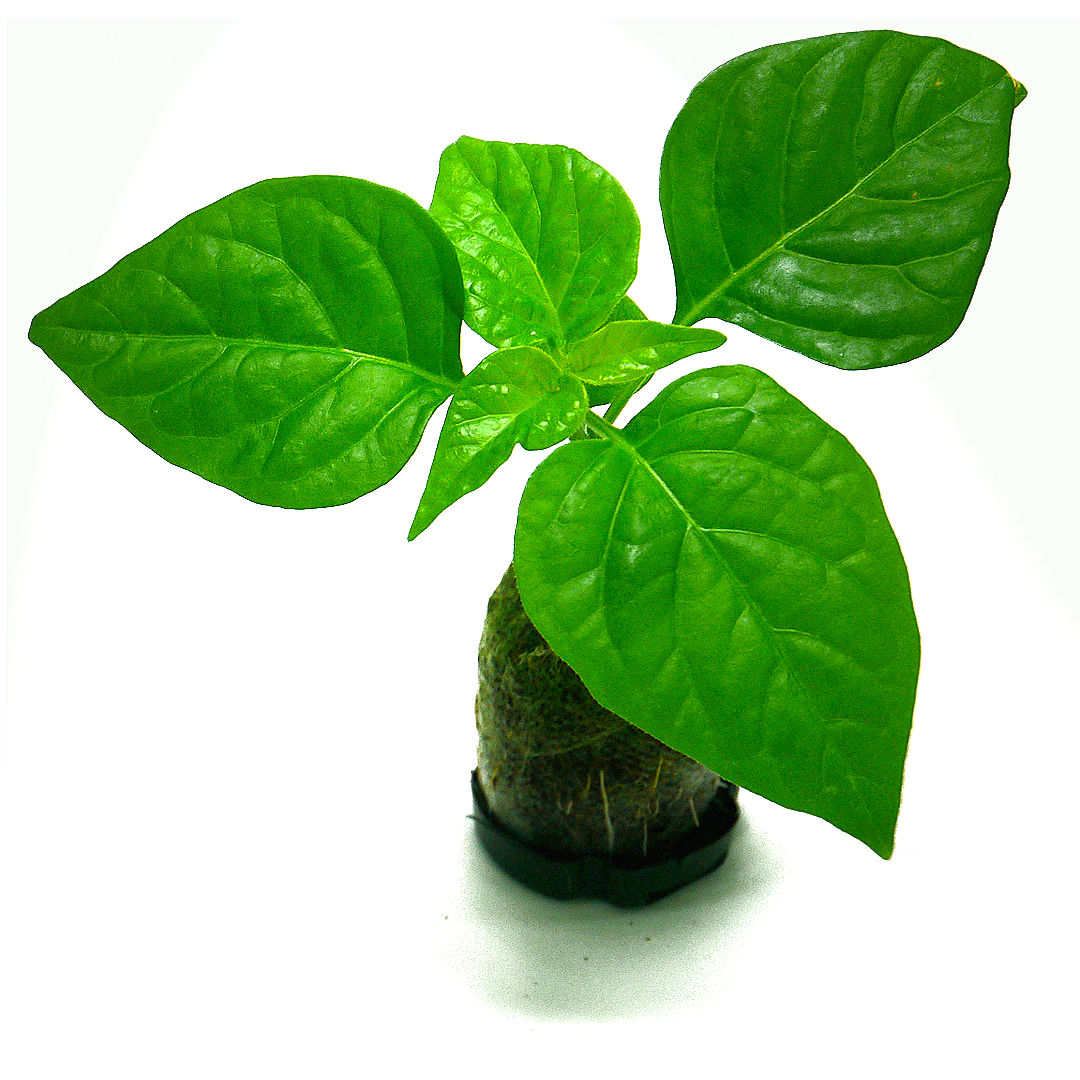 World of Chillies Butch T plug plant