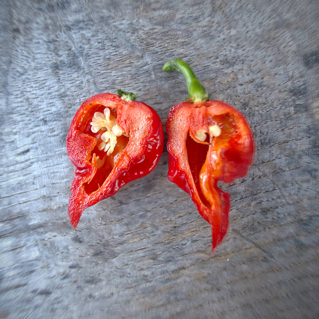World of Chillies Butch T Trinidad Scorpion chilli cut open