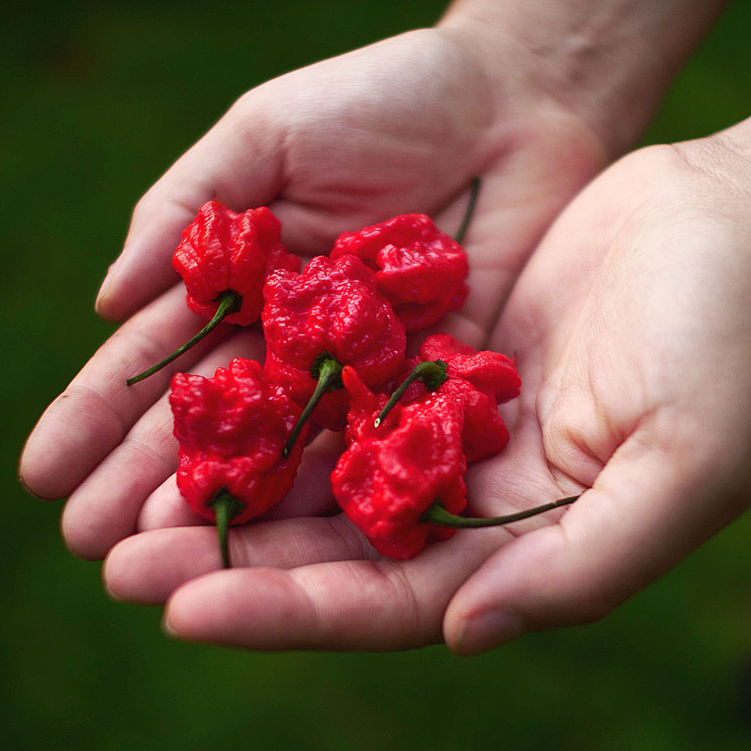 World of Chillies Carolina Reaper chillies held in hands