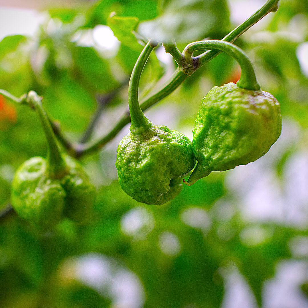 World of Chillies Carolina Reaper green chillies before ripening