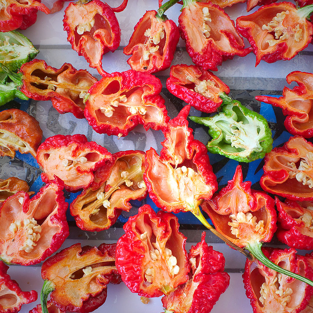World of Chillies Carolina Reaper chillies sliced open to show seeds