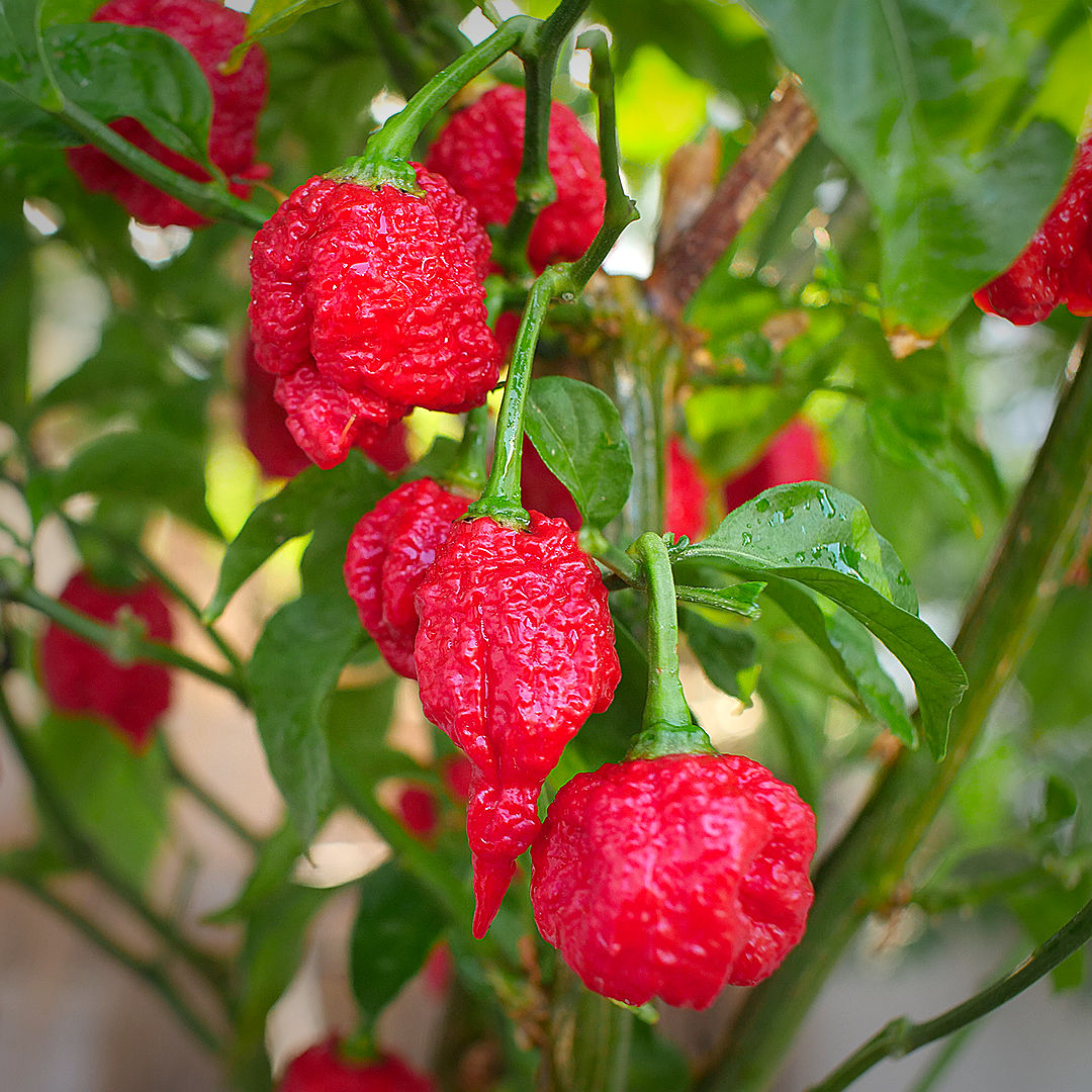 World of Chillies Carolina Reaper chillies ripening on the plant