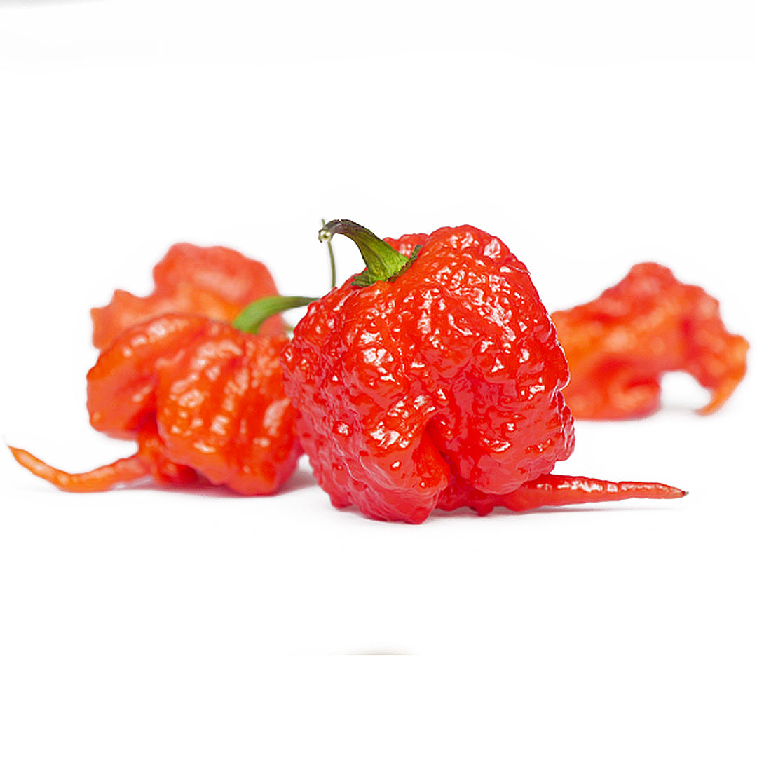 World of Chillies Carolina Reaper ripe red chillies close-up