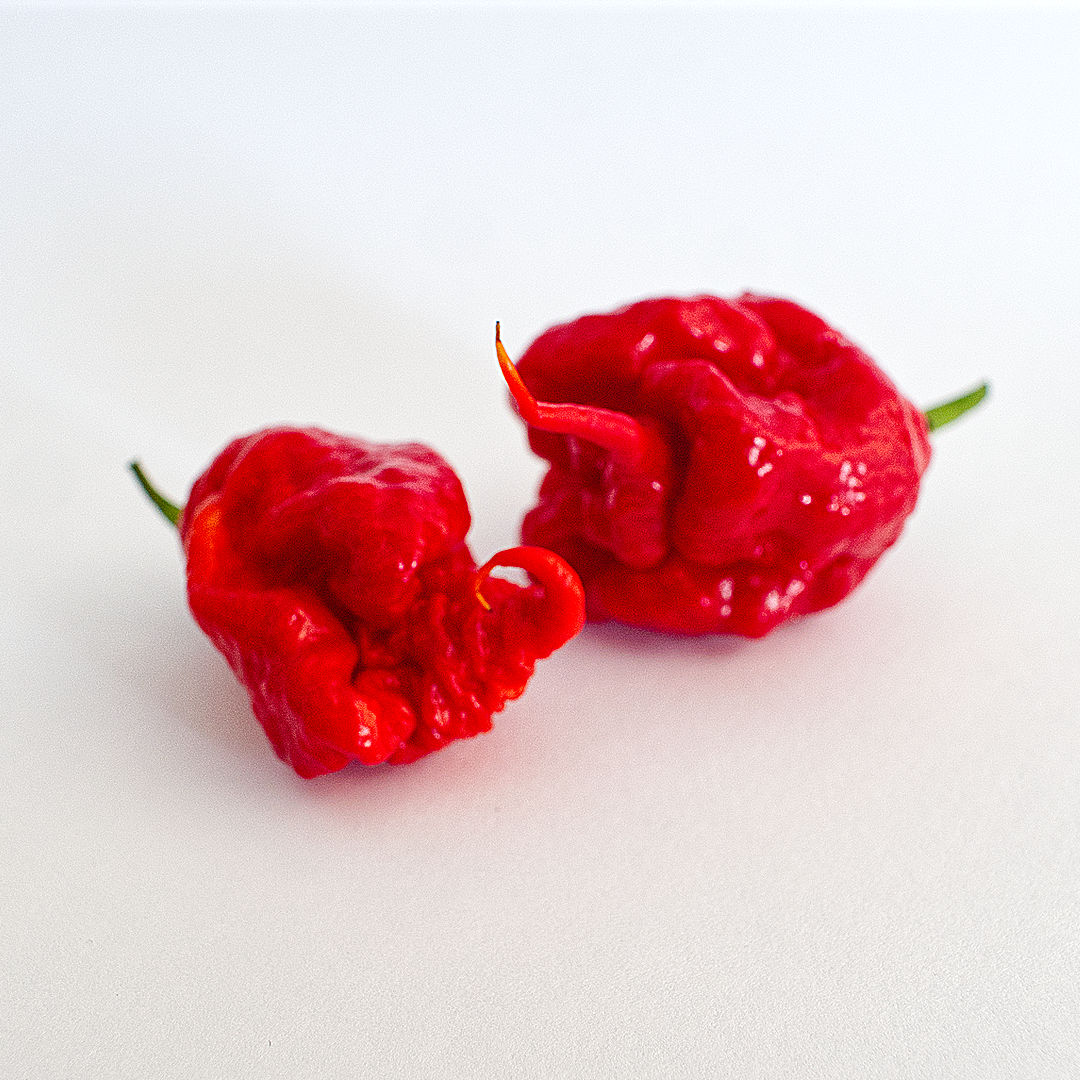 World of Chillies Carolina Reaper chillies on white background