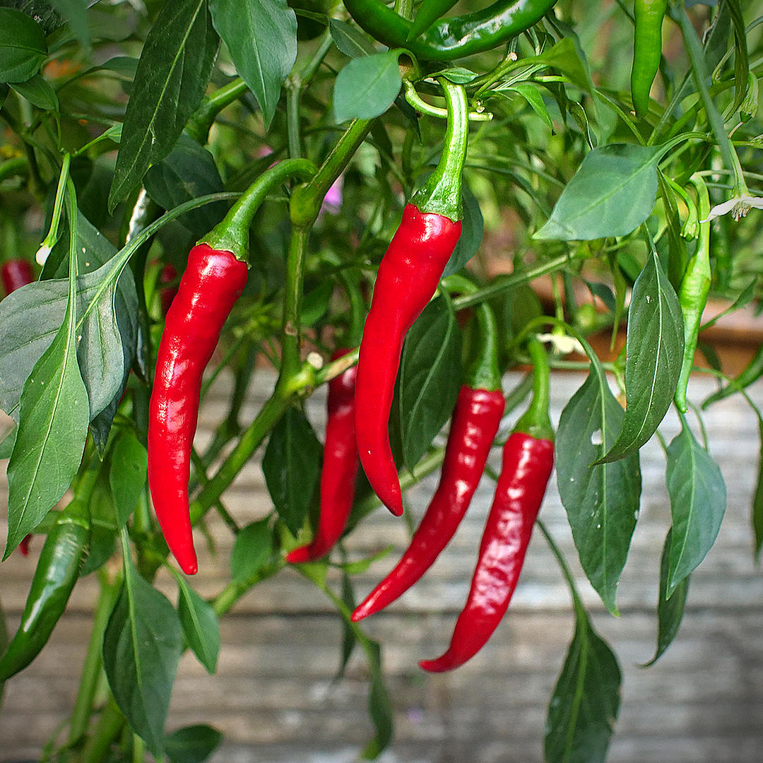 World of Chillies red Cayenne chillies ripening on plant