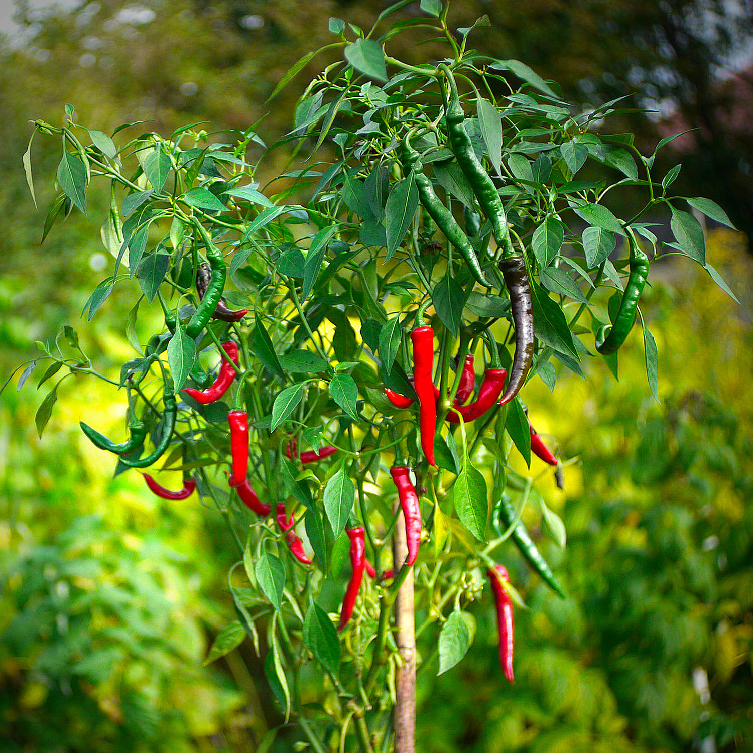 World of Chillies Cayenne chilli plant covered in long red and green chillies