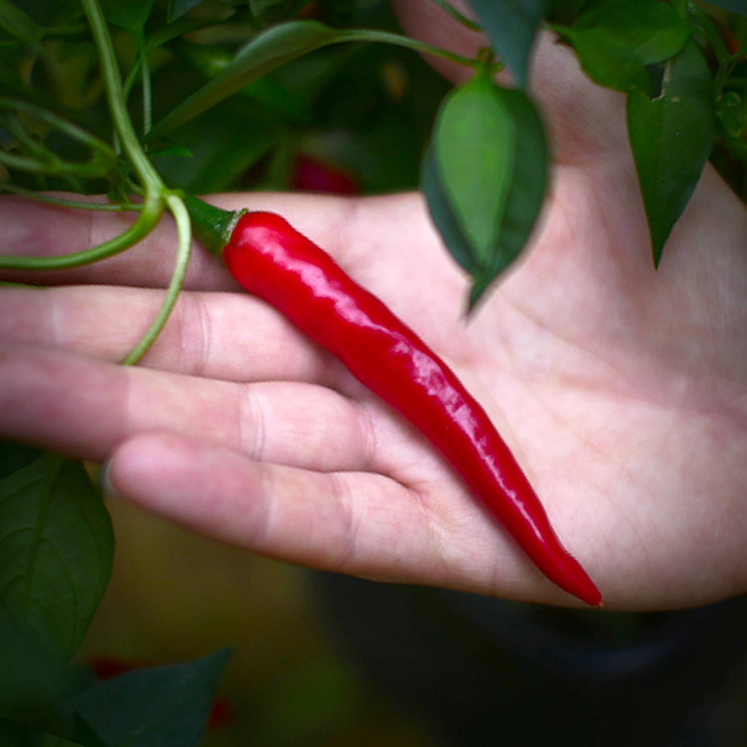 World of Chillies hand holding single ripe red Cayenne chilli
