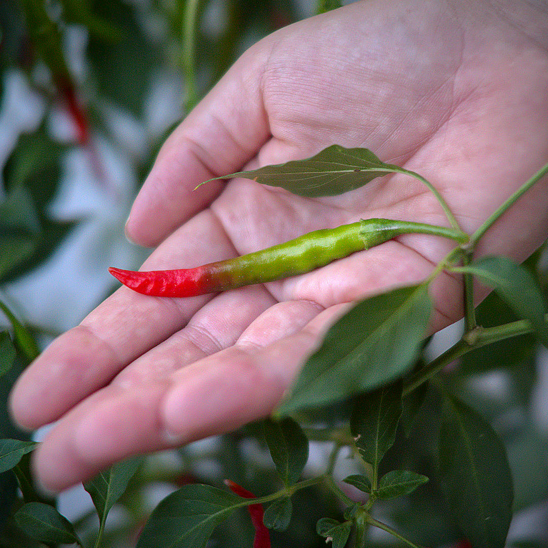 World of Chillies Chang Rai Chillies ripening from green to red