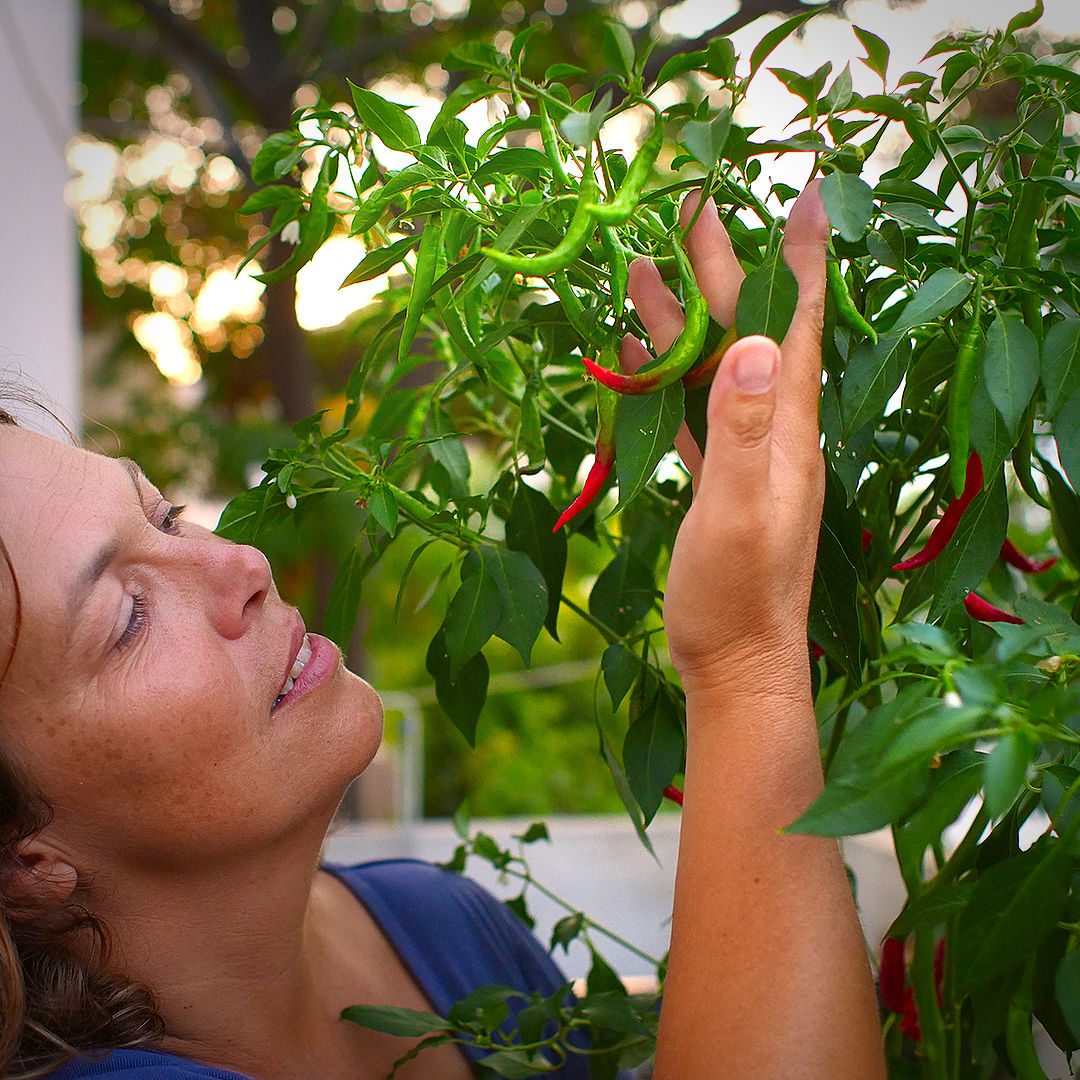 World of Chillies Chang Rai Chilli plant with red and green pods