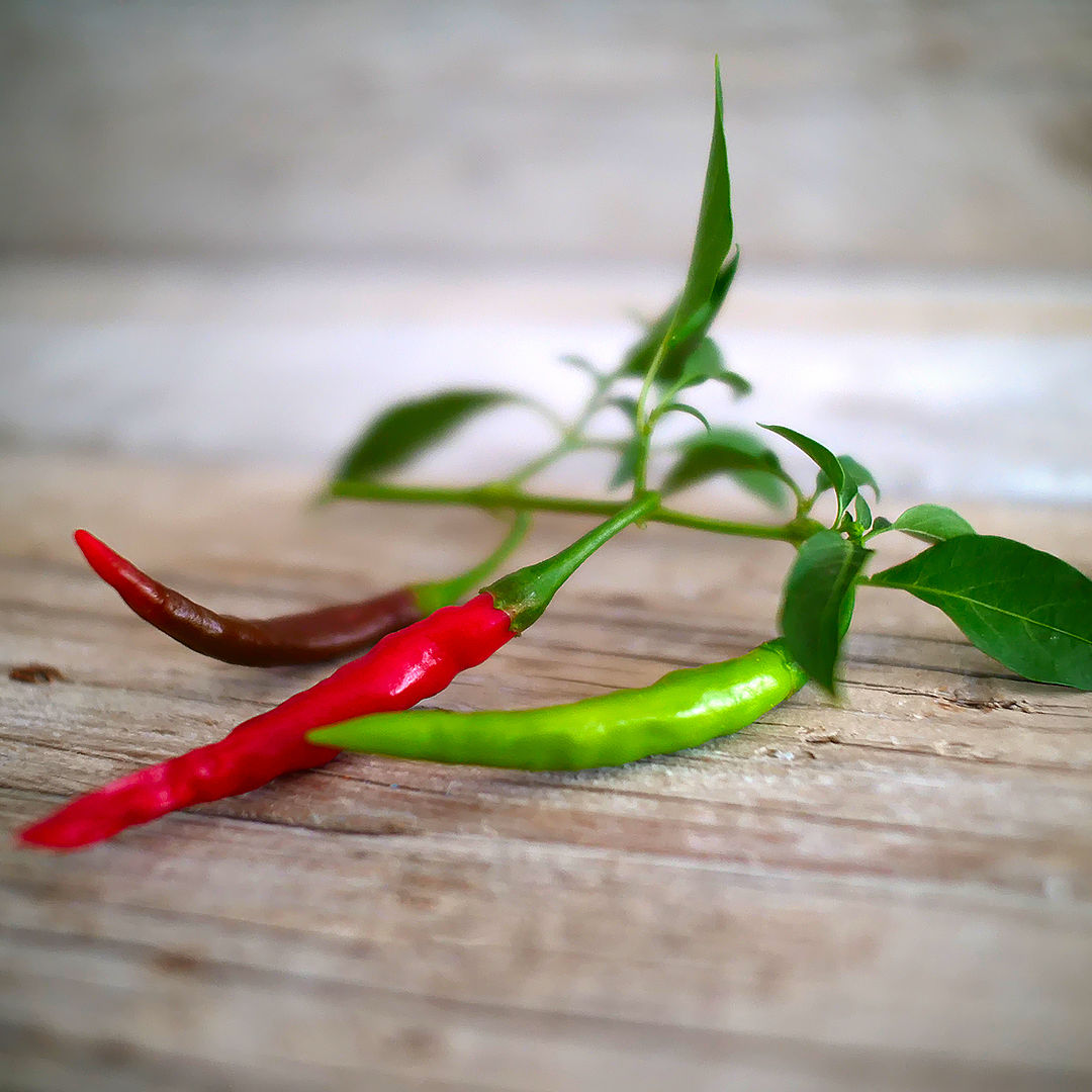 World of Chillies Chang Rai Chillies on branch with mixed colours