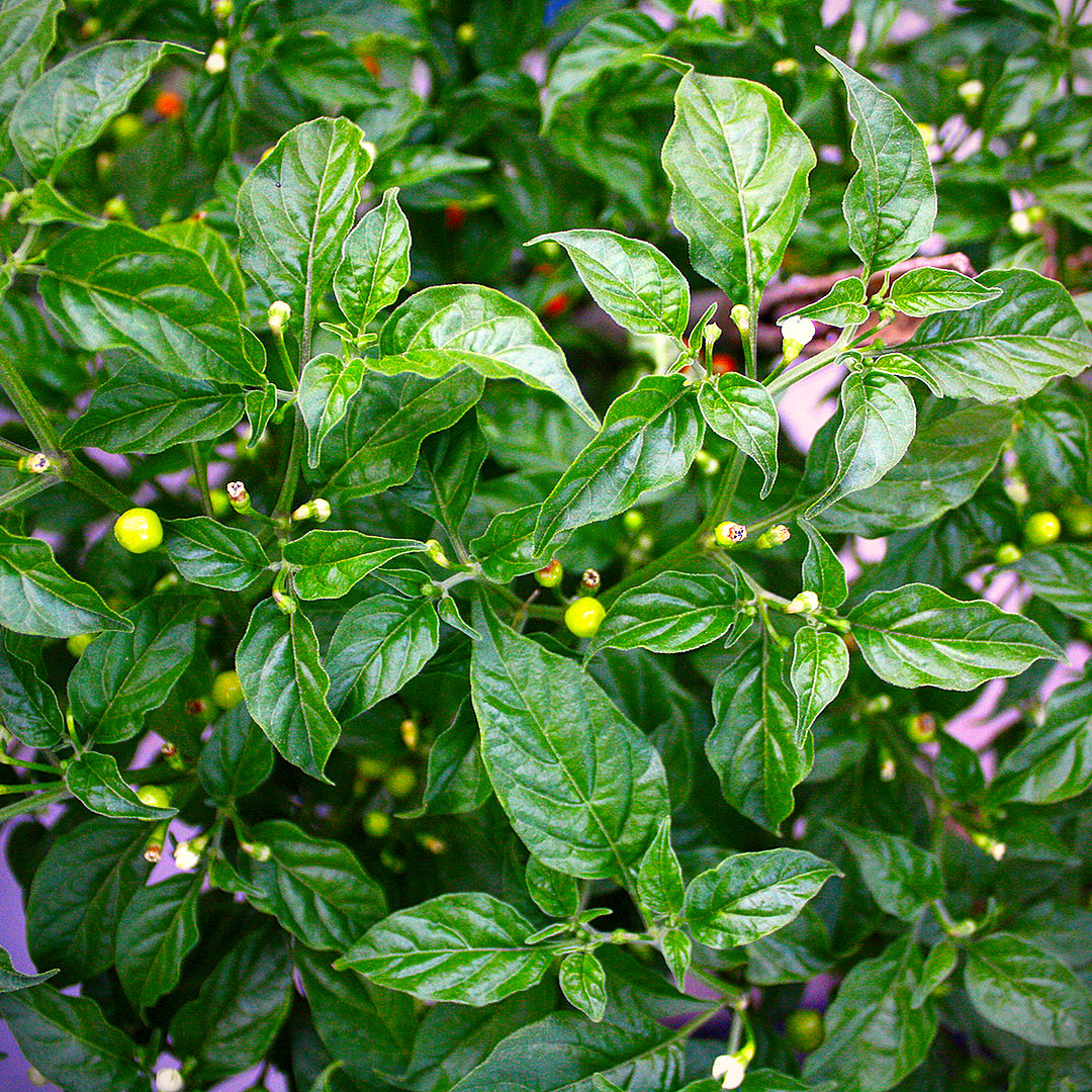 world of chillies Charapita chilli plant showing small leaves and early fruit formation
