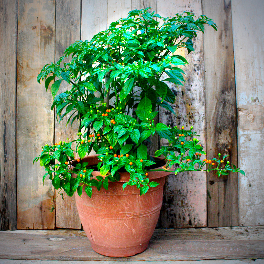 world of chillies mature Charapita chilli plant growing in terracotta pot