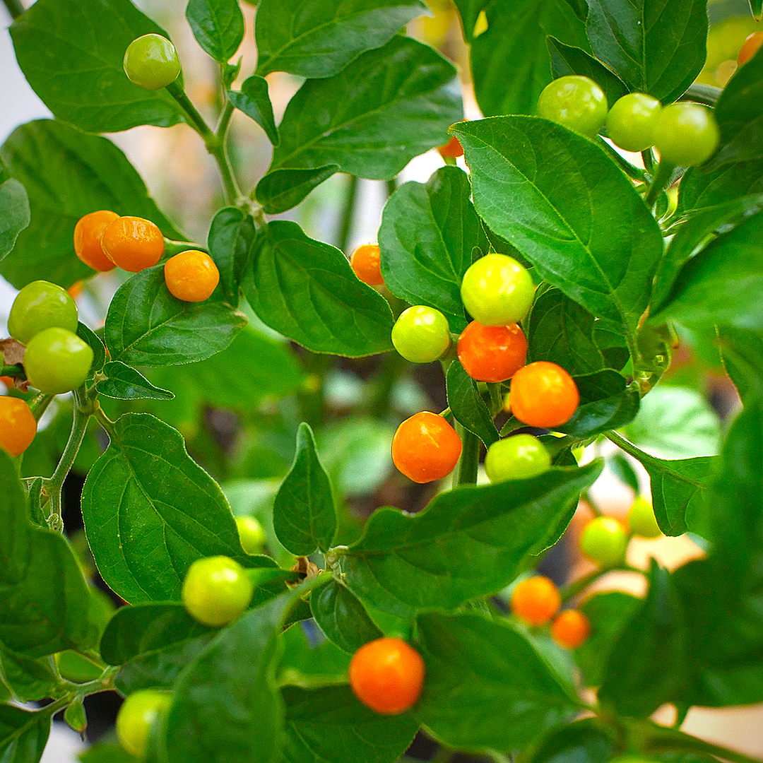 world of chillies Charapita chillies ripening from green to yellow on plant