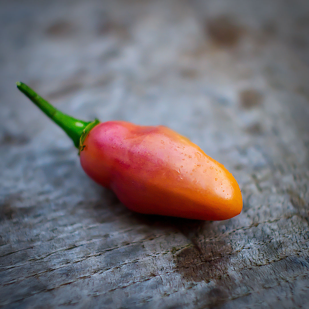 World of Chillies single ripe Cheiro Roxa chilli pod on wooden surface