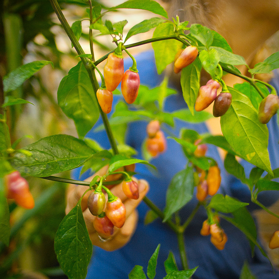 World of Chillies Cheiro Roxa chillies ripening on plant with mixed colours