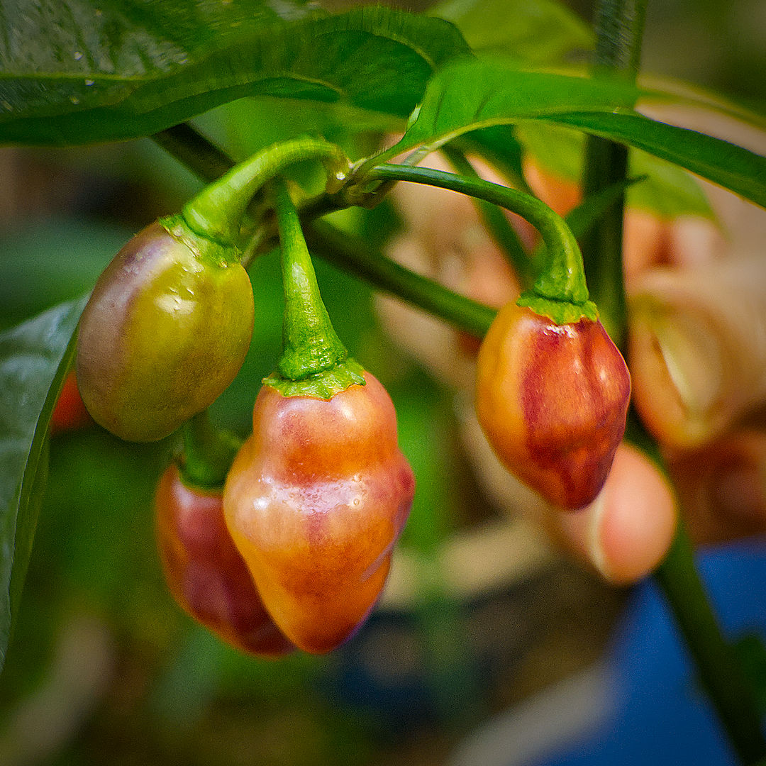 World of Chillies Cheiro Roxa chillies developing colour on the plant