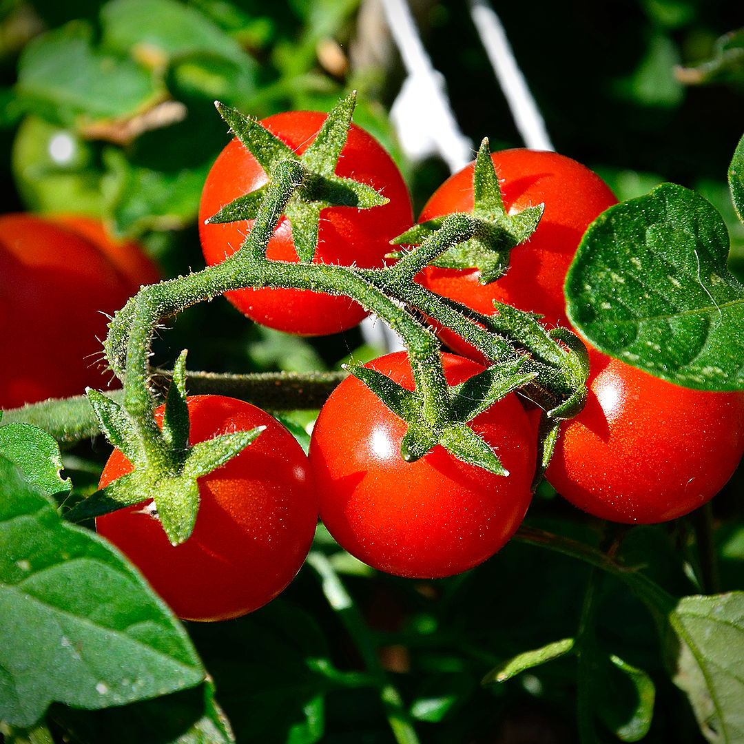 world of chillies cherry falls tomato bush truss outdoors